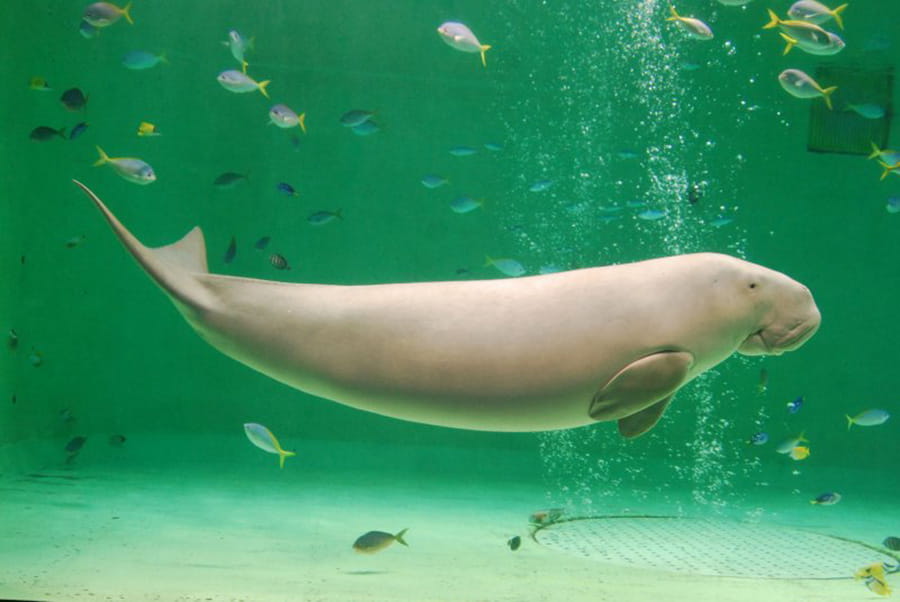 飼育種数日本第一 鳥羽水族館