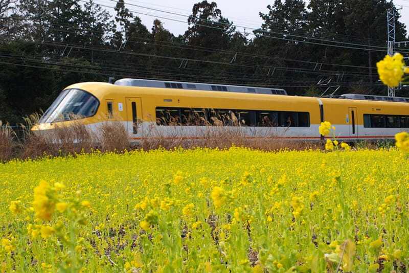 療癒人心,有油菜花和電車的風景 「齋宮跡」